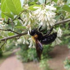 Xylocopa appendiculata circumvolans