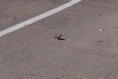 Passer domesticus