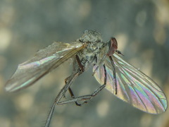 Empis nuntia