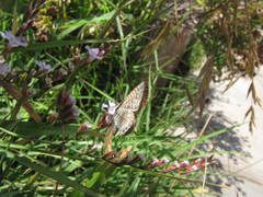 Leptotes trigemmatus