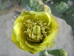 Opuntia