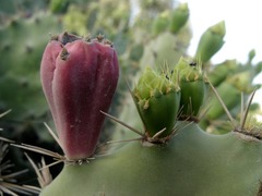 Opuntia