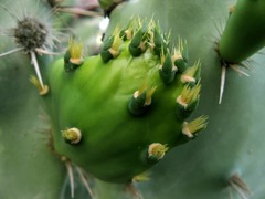 Opuntia