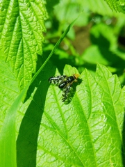 Platyparea discoidea