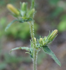 Campanula sibirica taurica