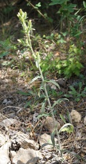 Campanula sibirica taurica