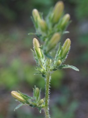 Campanula sibirica taurica