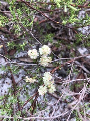 Polygonum dentoceras