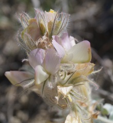 Hedysarum candidum