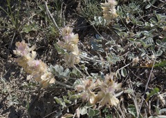 Hedysarum candidum