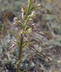 Himantoglossum caprinum