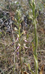 Himantoglossum caprinum