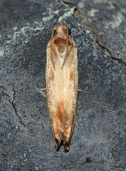 Eucosma radiatana