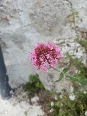 Centranthus ruber