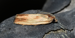 Eucosma radiatana