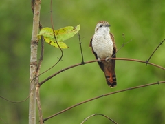 Cacomantis sonneratii