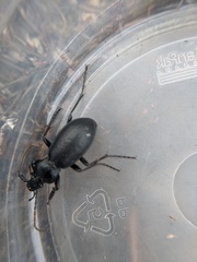 Carabus taedatus