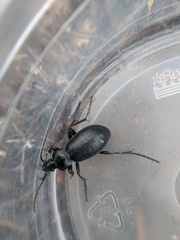 Carabus taedatus
