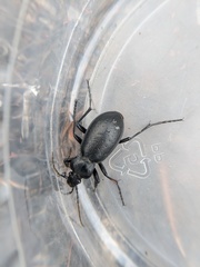 Carabus taedatus