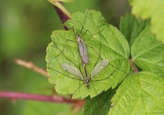 Nephrotoma appendiculata
