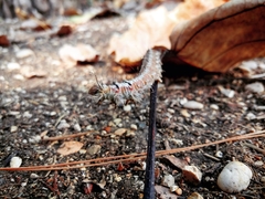 Gastropacha quercifolia