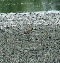 Charadrius bicinctus