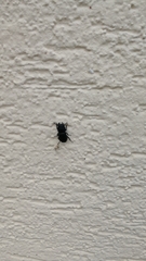 Dorcus parallelipipedus