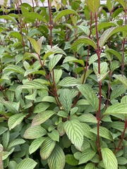 Viburnum sieboldii
