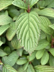 Viburnum sieboldii