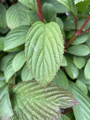 Viburnum sieboldii