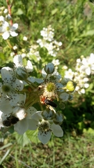 Cantharis livida