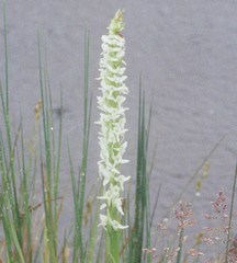 Platanthera dilatata leucostachys