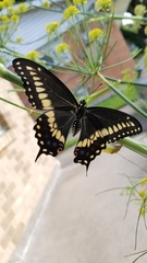 Papilio polyxenes