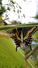 Papilio polyxenes