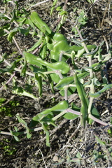 Othonna perfoliata