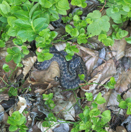 Riđovka (Vipera berus)
