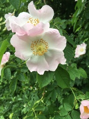 Rosa canina