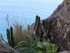 Scilla latifolia image