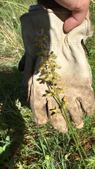 Heuchera richardsonii