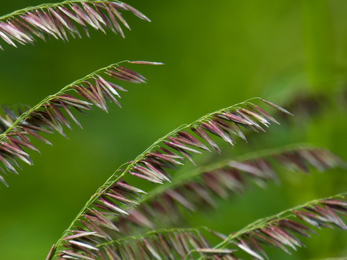 Bromus pubescens (Hairy Woodland Brome) Natural Communities LLC