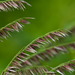 Grasses - Photo (c) Konstantin Romanov, some rights reserved (CC BY-NC)