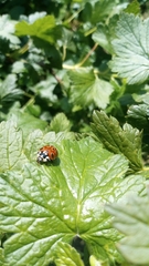 Harmonia axyridis