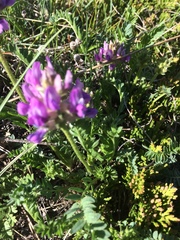 Oxytropis borealis viscida