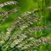 Melicgrasses - Photo (c) Konstantin Romanov, some rights reserved (CC BY-NC), uploaded by Konstantin Romanov