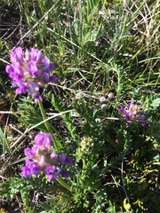 Oxytropis borealis viscida