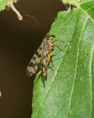 Panorpa meridionalis