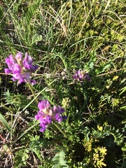 Oxytropis borealis viscida