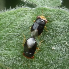 Geocoris erythrocephalus