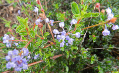 Ceanothus foliosus foliosus