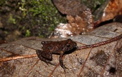 Craugastor pygmaeus